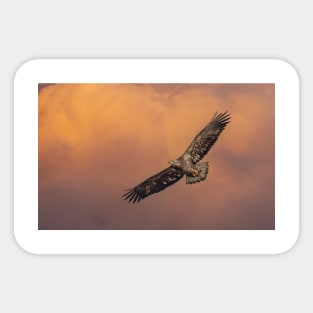 Juvenile Bald Eagle in Flight Sticker